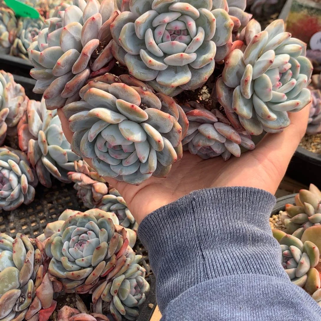 常*常柒突尼斯寄养多肉