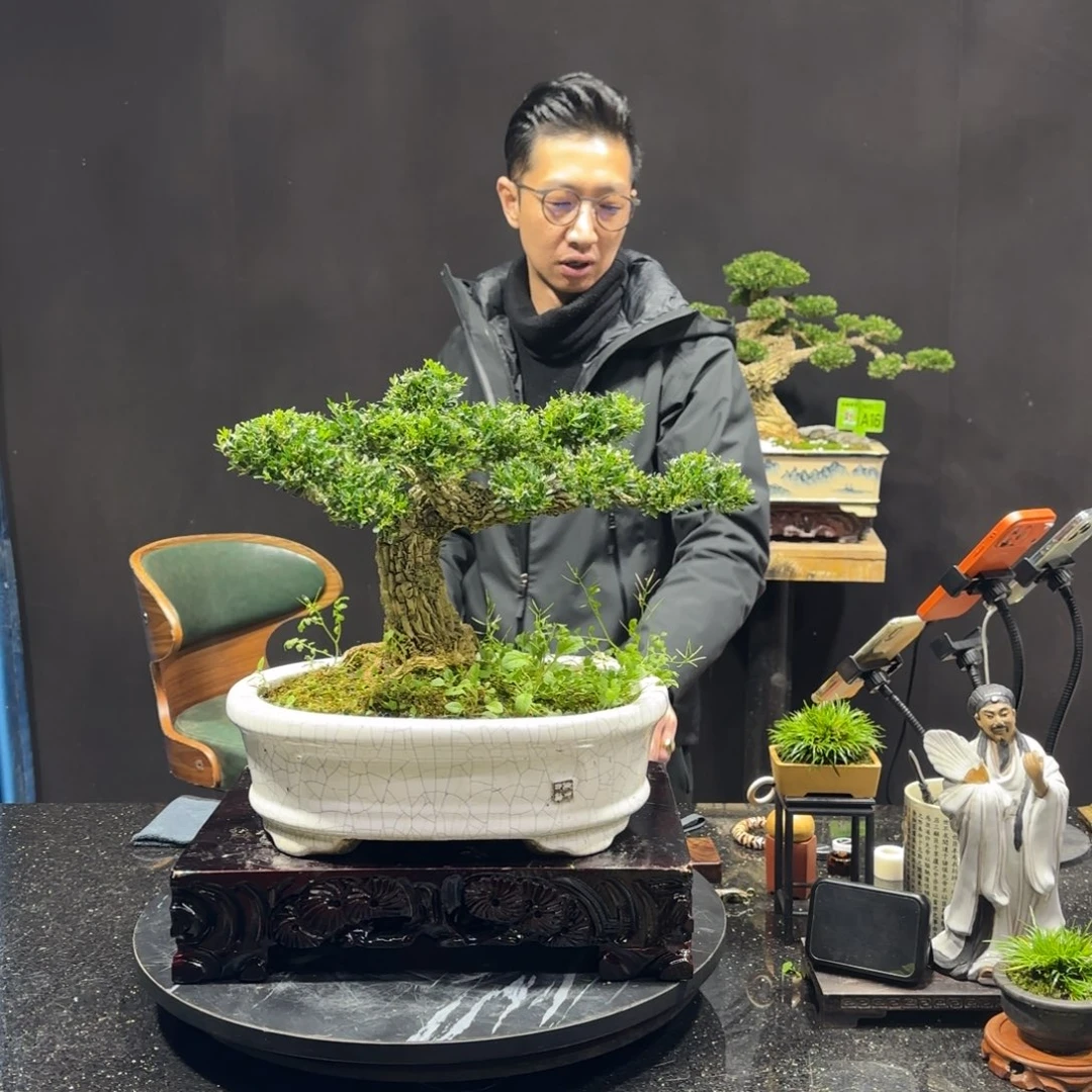 以实际为准黄杨室内室外盆景艺术