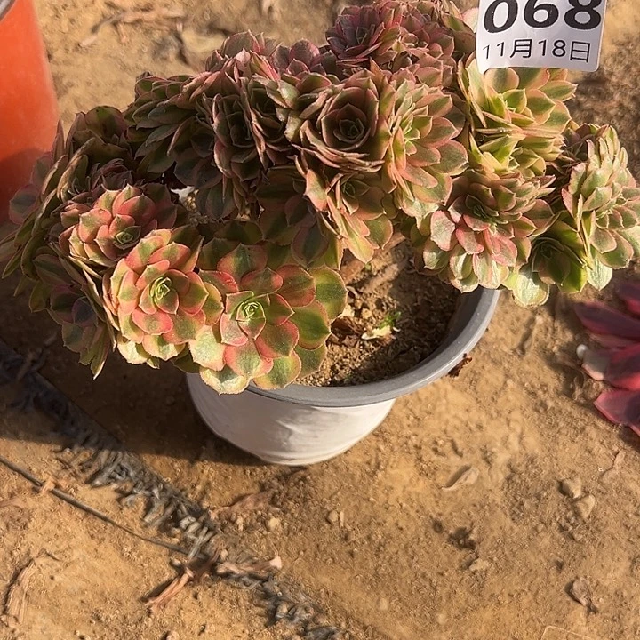 11.18-68雨荷缀多肉植物1