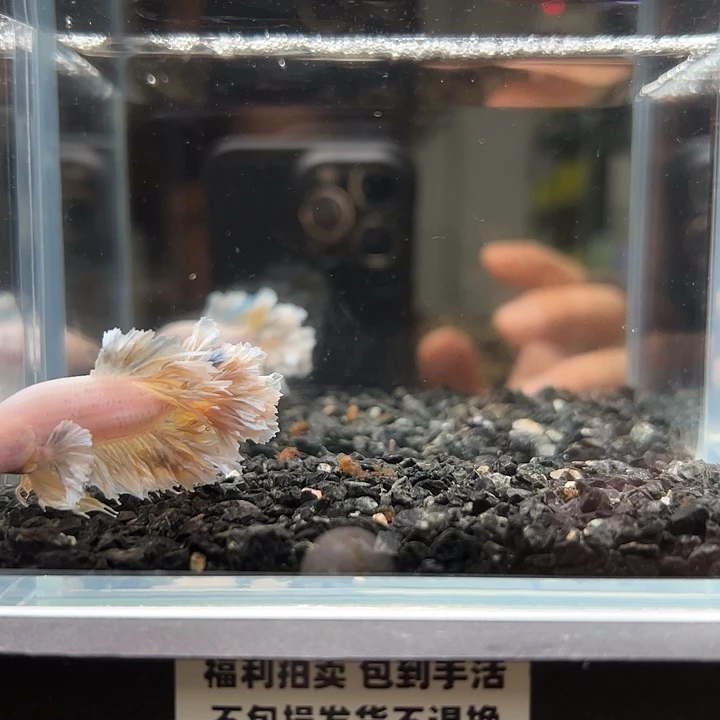 斗鱼竞拍跑单拉黑25日149