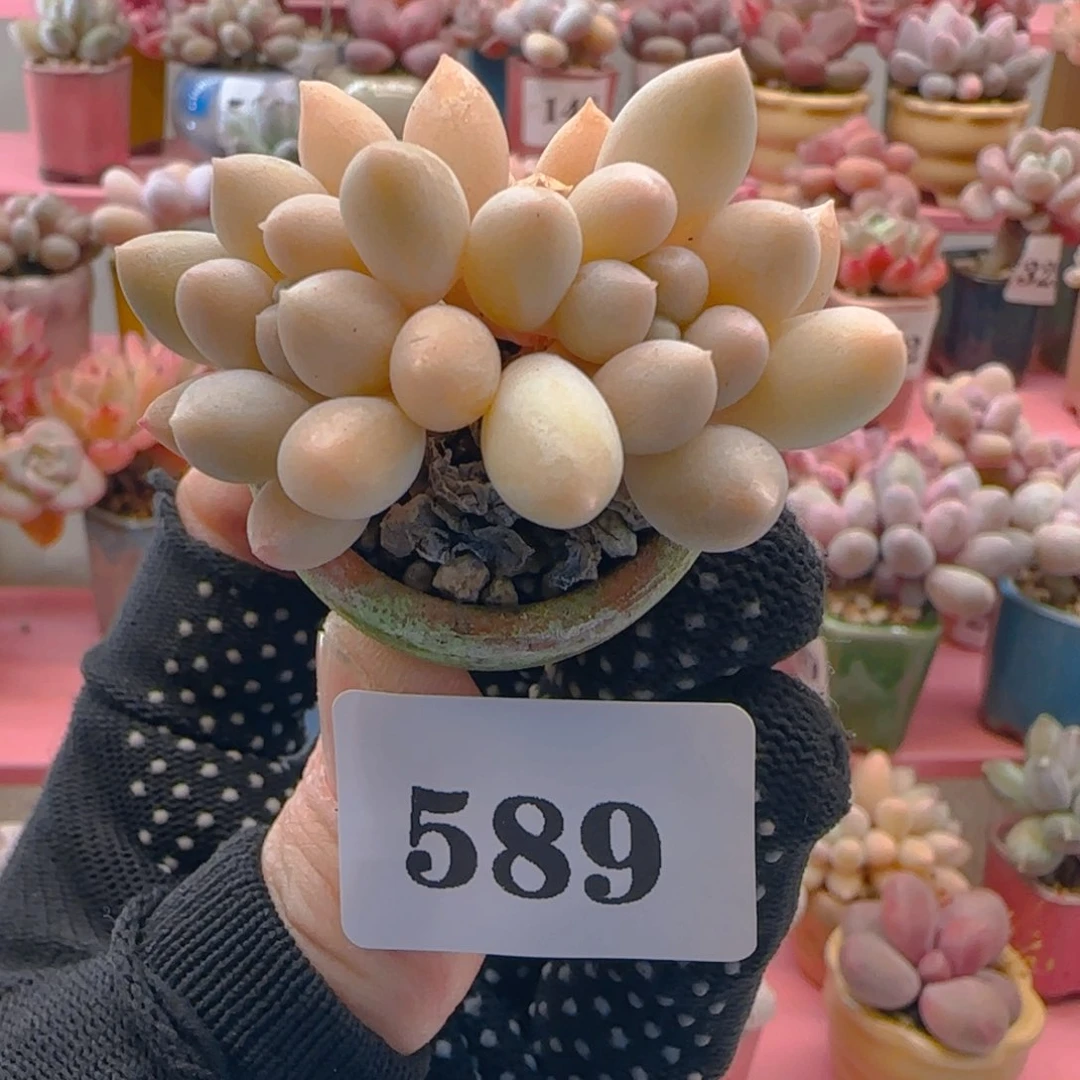 雪彼奶589 ，带盆土发货，满38包邮非偏远。