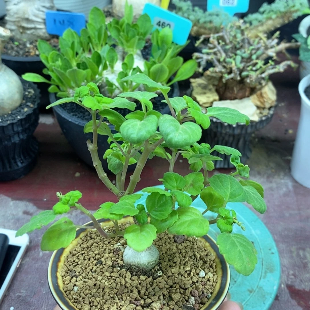 爱氏延命草多肉植物带盆土