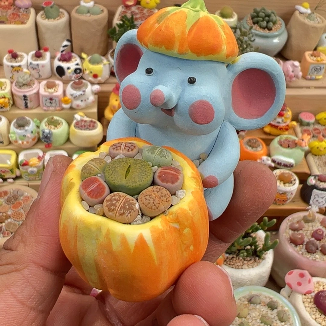 多肉植物7号彩拼带盆