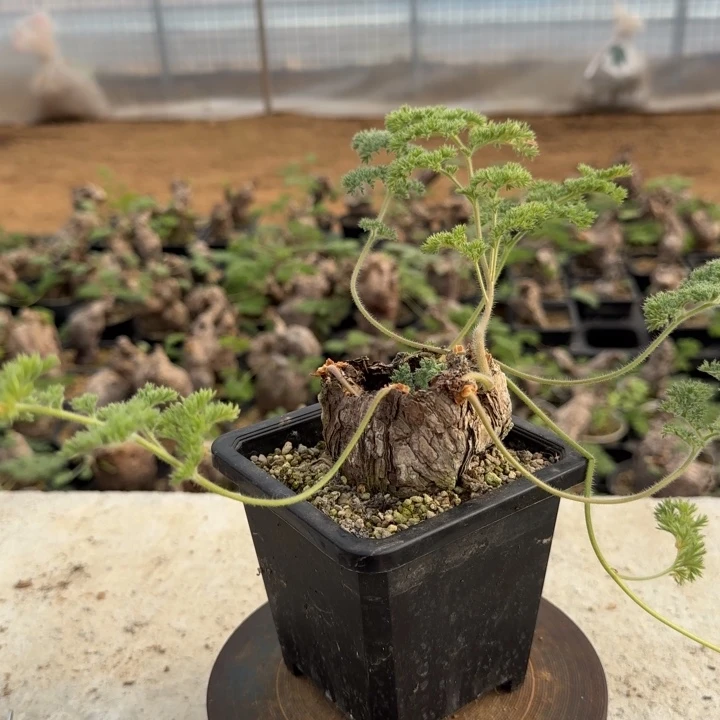 53枯木洋葵块根植物