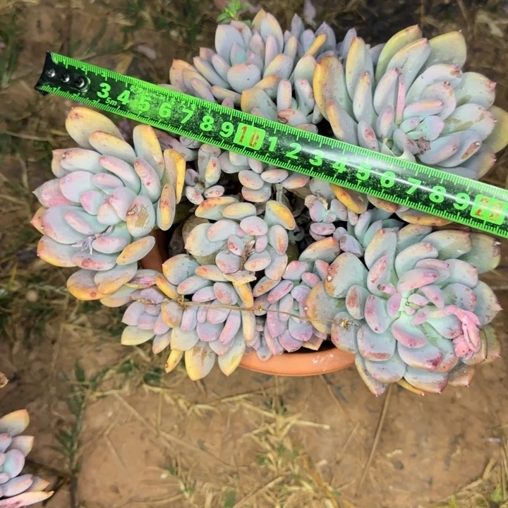 灰姑娘403 多肉植物一物一拍