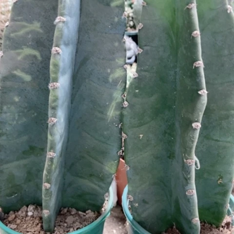 两盆两天尺仙人球25米仙人球