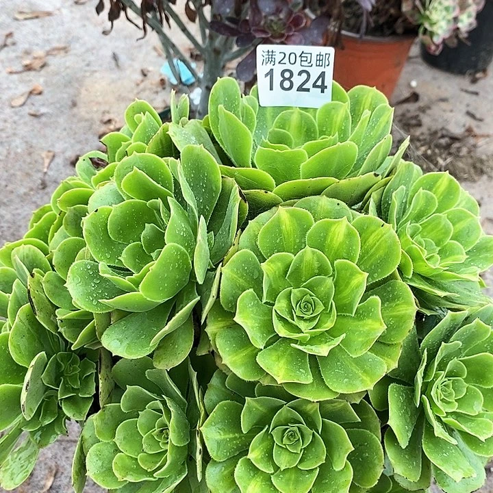 1824 一颗法师多肉