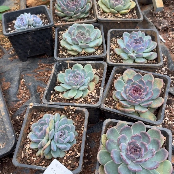 11-61黑玫瑰杂交一颗量拍