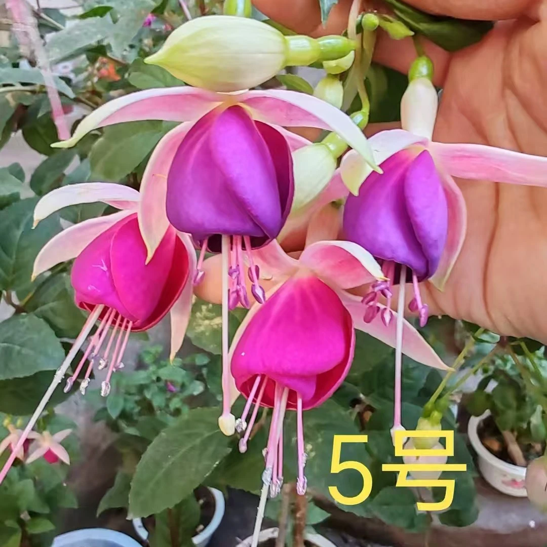 倒挂金钟丑苗六个
