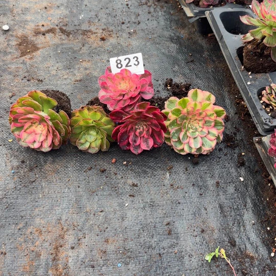 5颗小苗多肉植物823