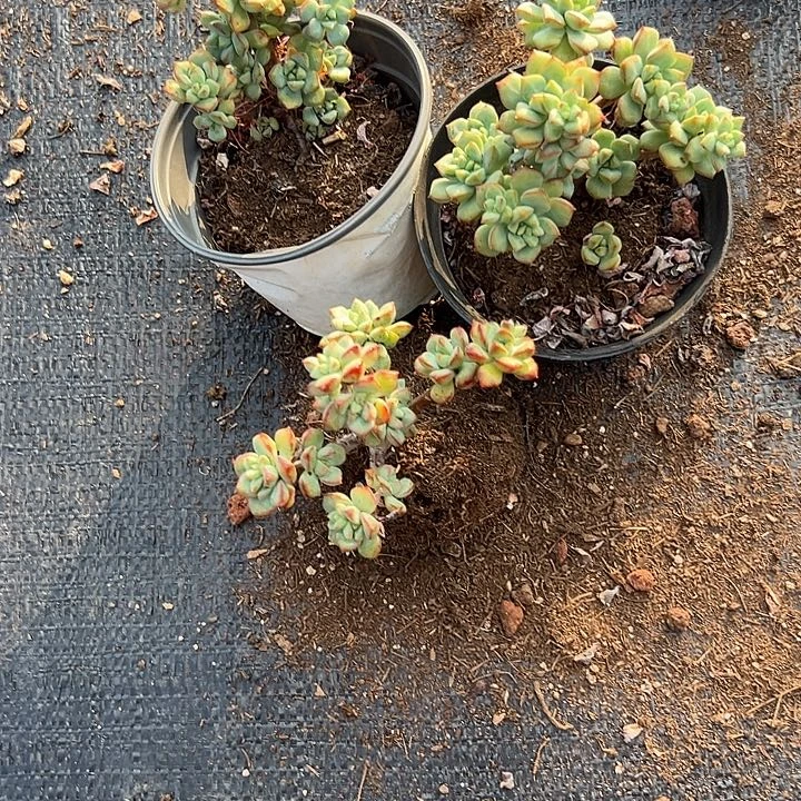 无花朵探戈3盆。