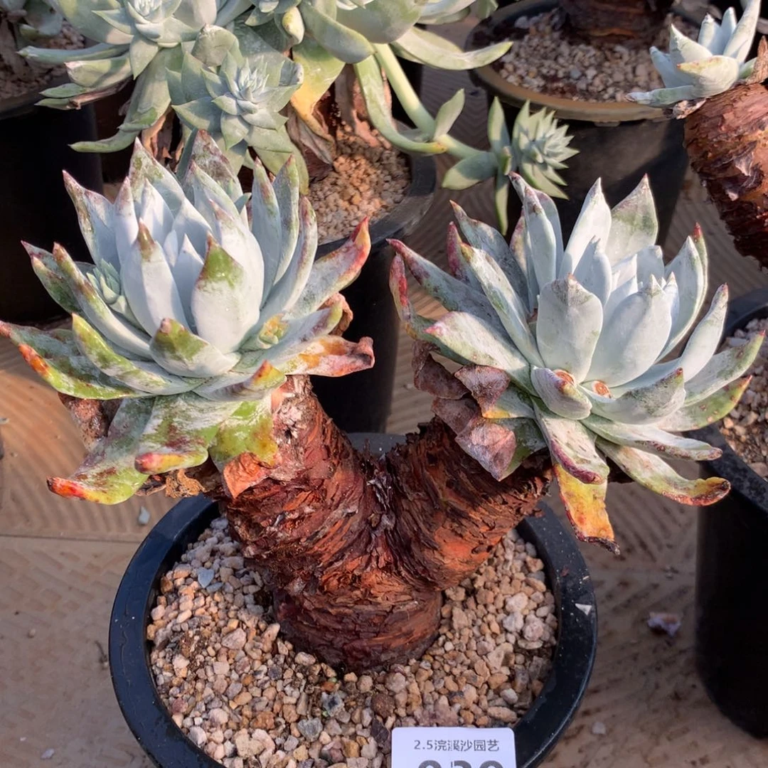 梁****?塞丽娜，2月8日发货多肉