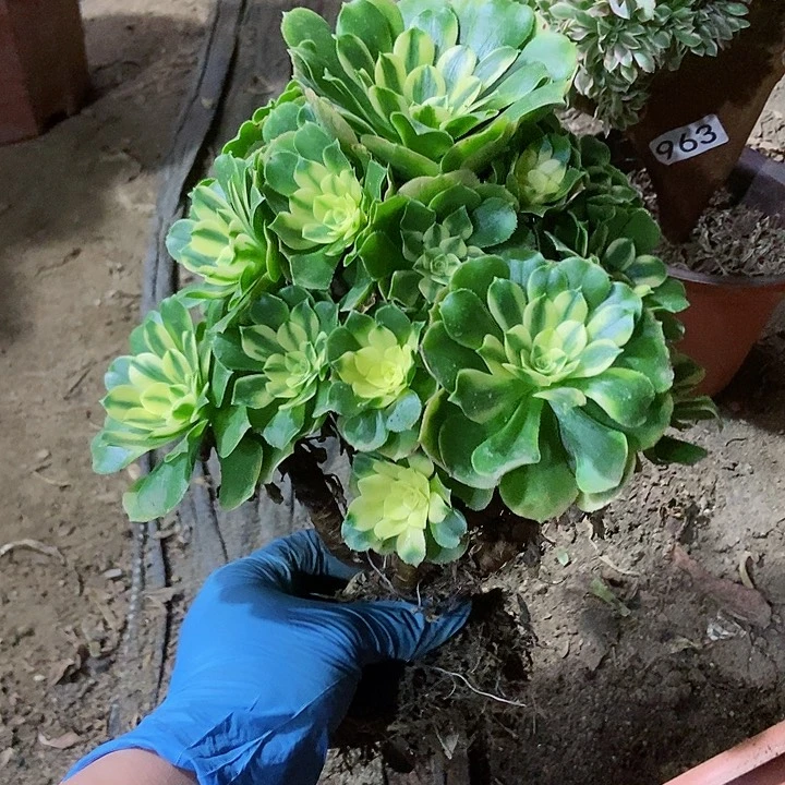 辛尼亚老庄手捧朵朵