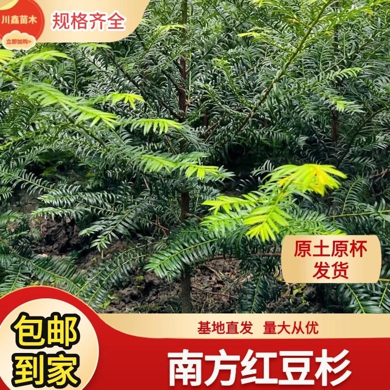南方红豆杉大小树苗基地批发庭院别墅造型盆景栽培红豆杉盆栽正宗