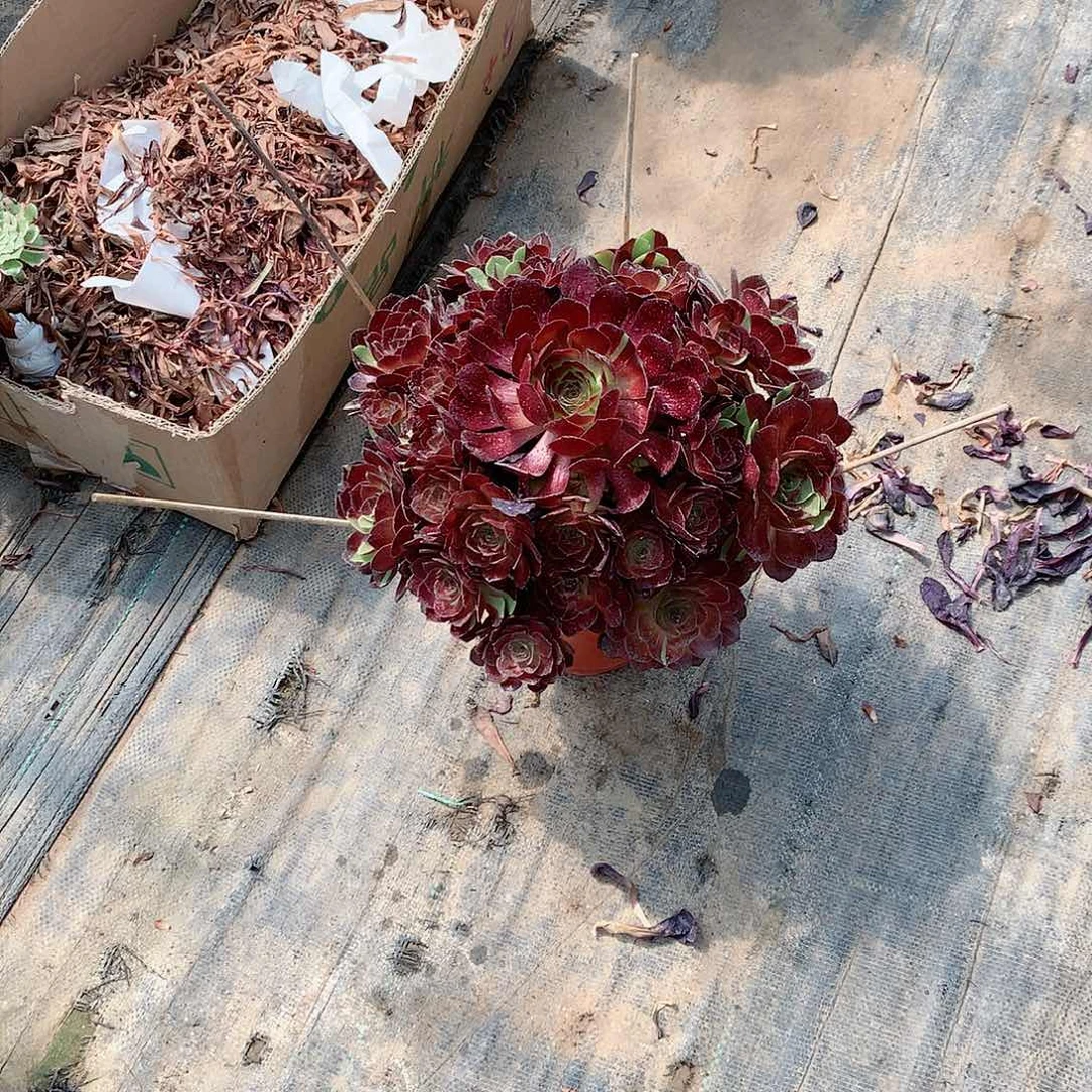 【闪购商品】用****4黑美人，多肉