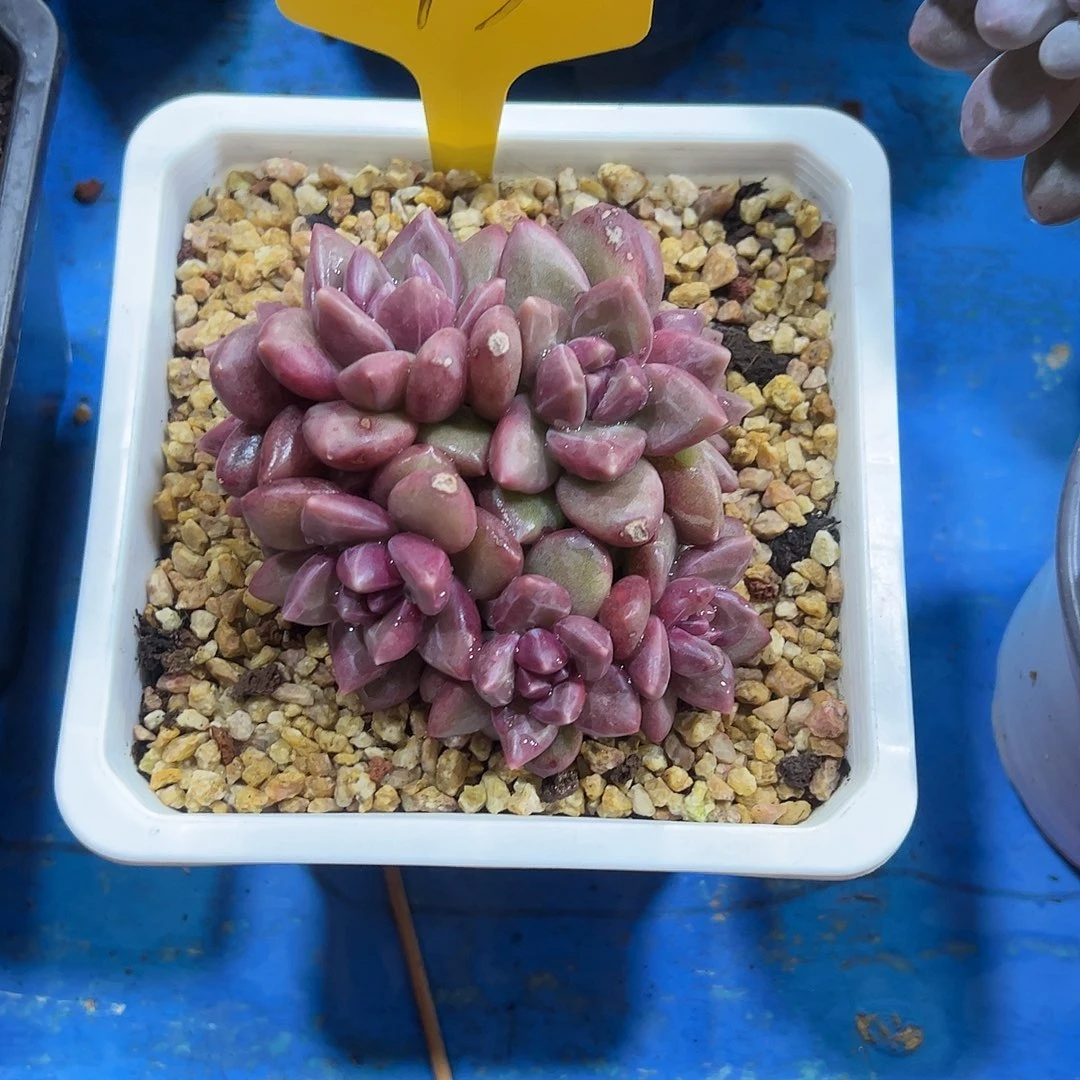 清***陈迷雾泡泡43号多肉