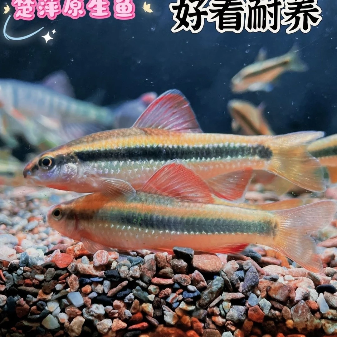 小鳈鱼小鲸鱼底栖鱼荷花鱼观赏鱼网红小鱼不加温底层鱼已开口饲料