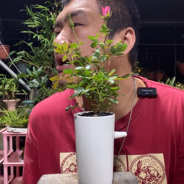 劝***我以实际为准盆景盆栽绿植5