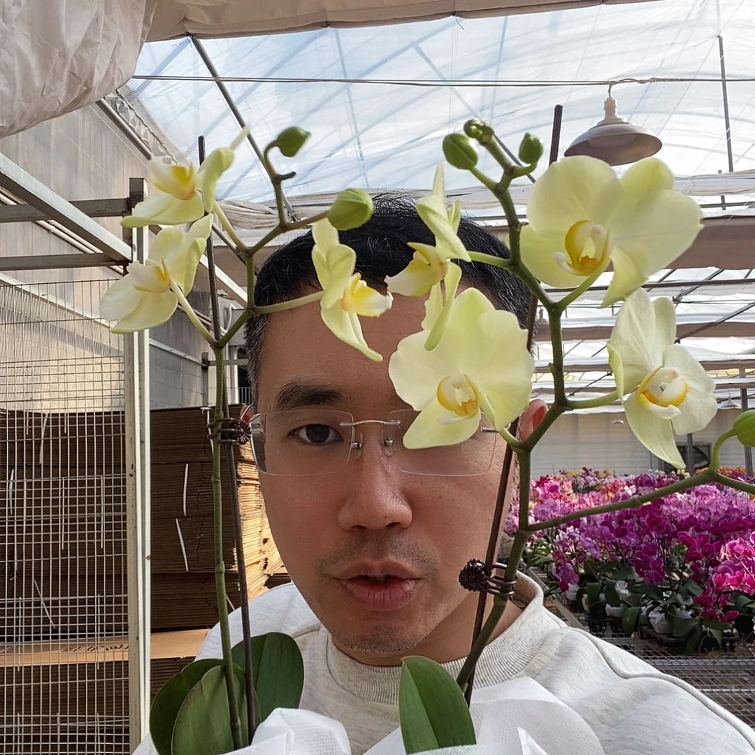 完全开放卡利黄绿色蜡质花小杯