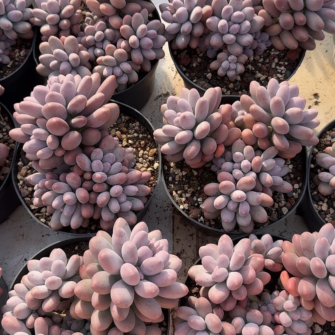 雪梨糍整无砍群生多肉