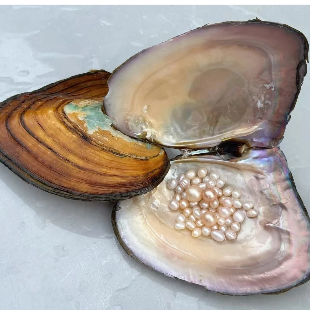 河蚌现开现发DIY珍珠