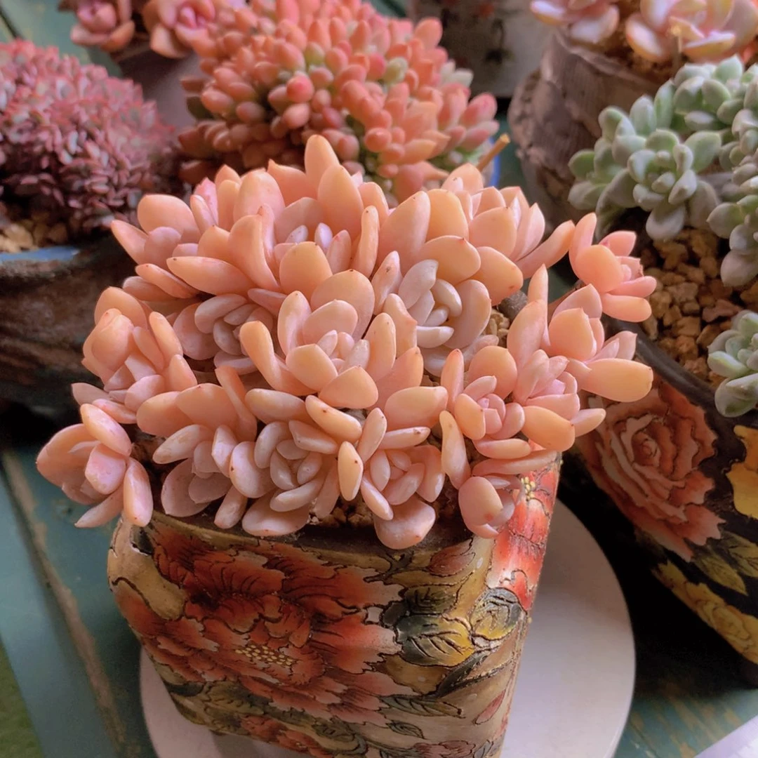 雪特自然群无砍老桩