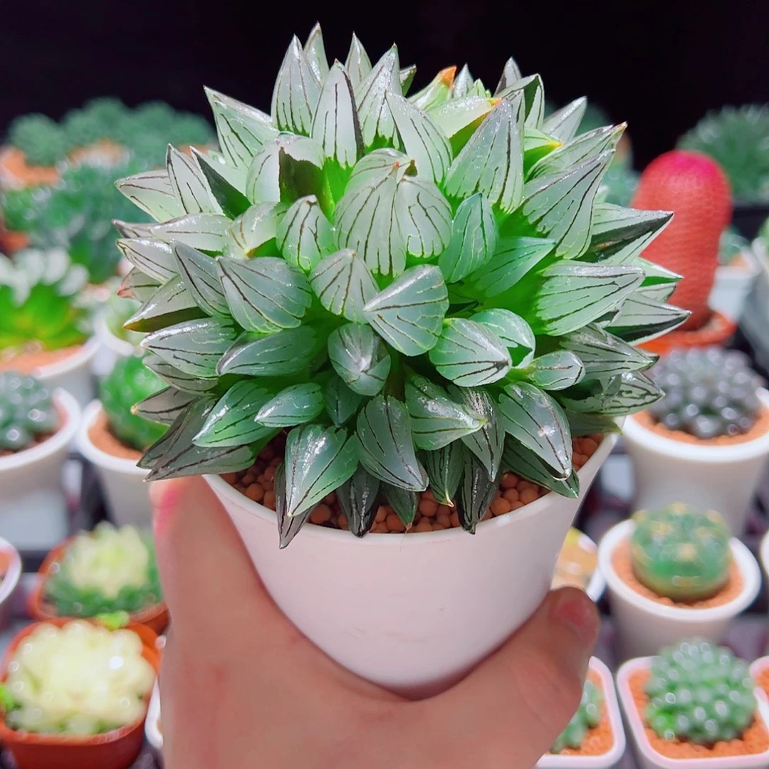 大群身西瓜寿多肉多肉多肉