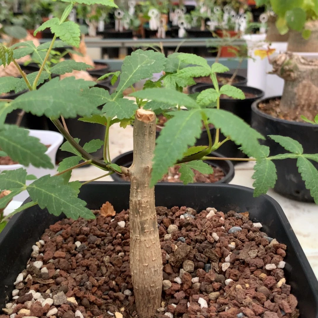 双色裂榄实生带盆