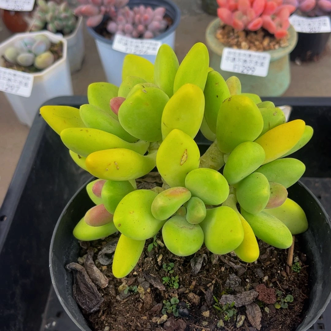 412-芒果奶多肉10cm