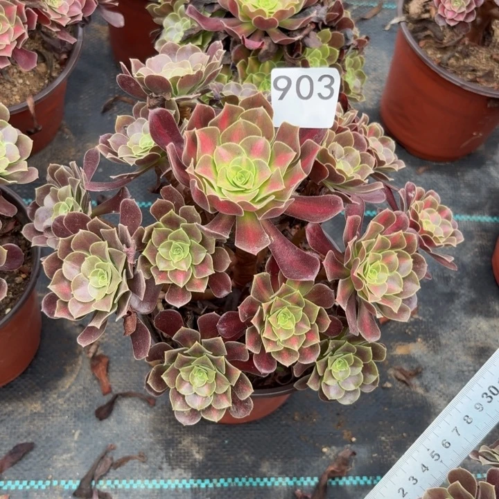 华纳多肉植物不包损903