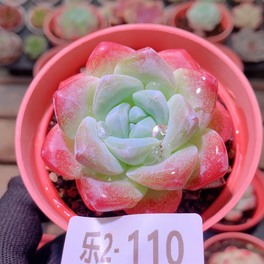 乐然2-110 冰玉单头