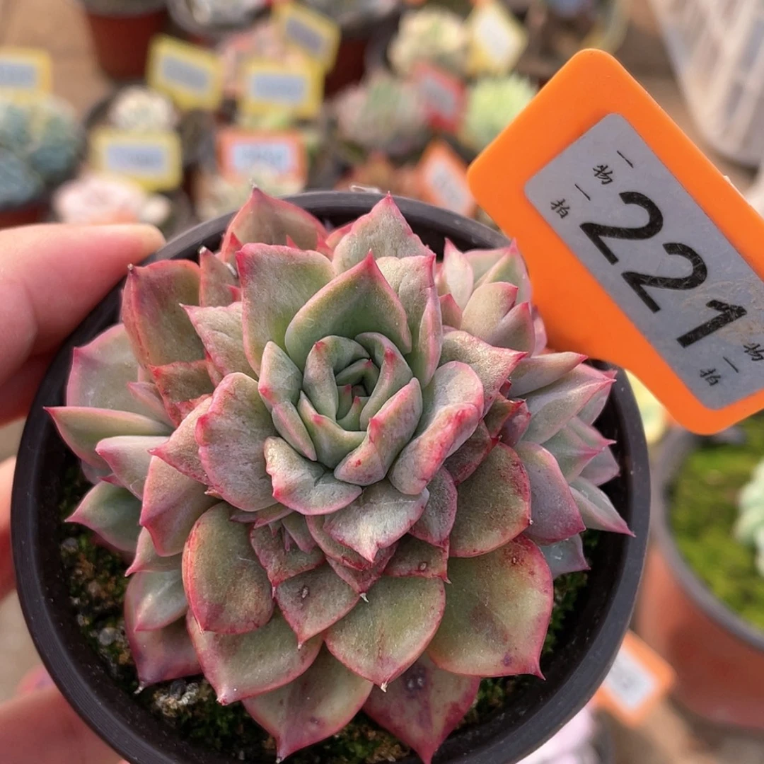 【闪购商品】221号