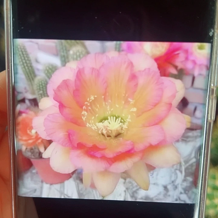 毛花柱ASD19侧芽拍一发二