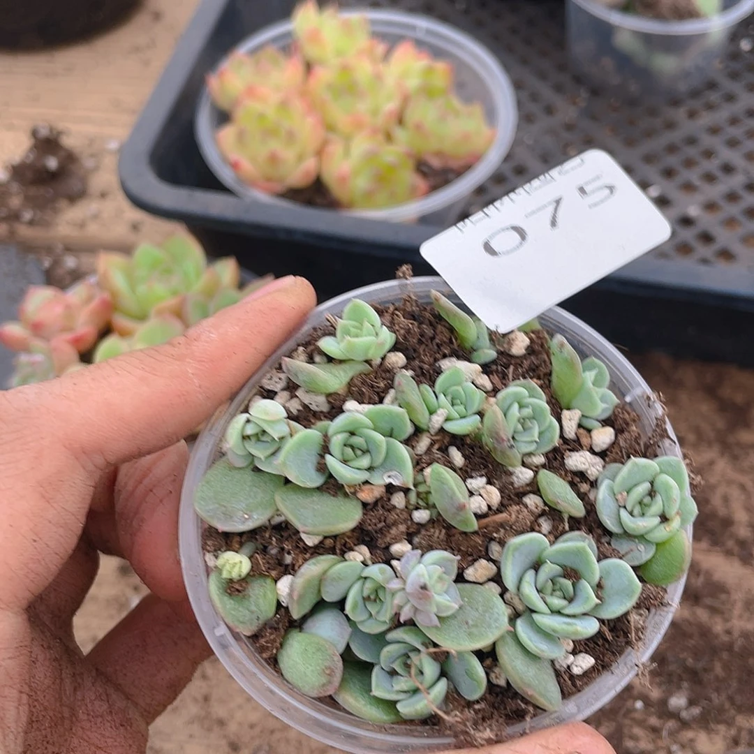 多肉植物多肉植物75