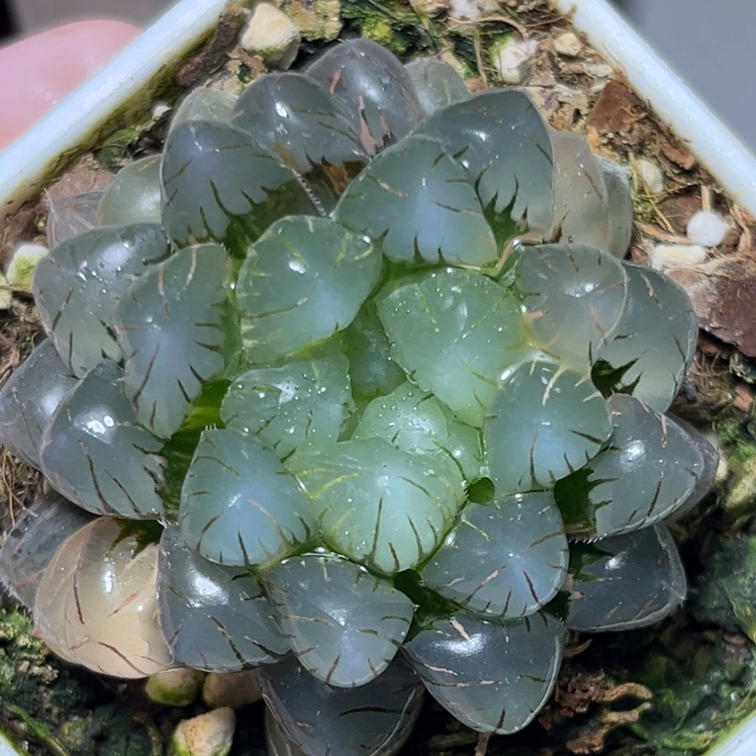 恭喜发财大吉大利641冰灯