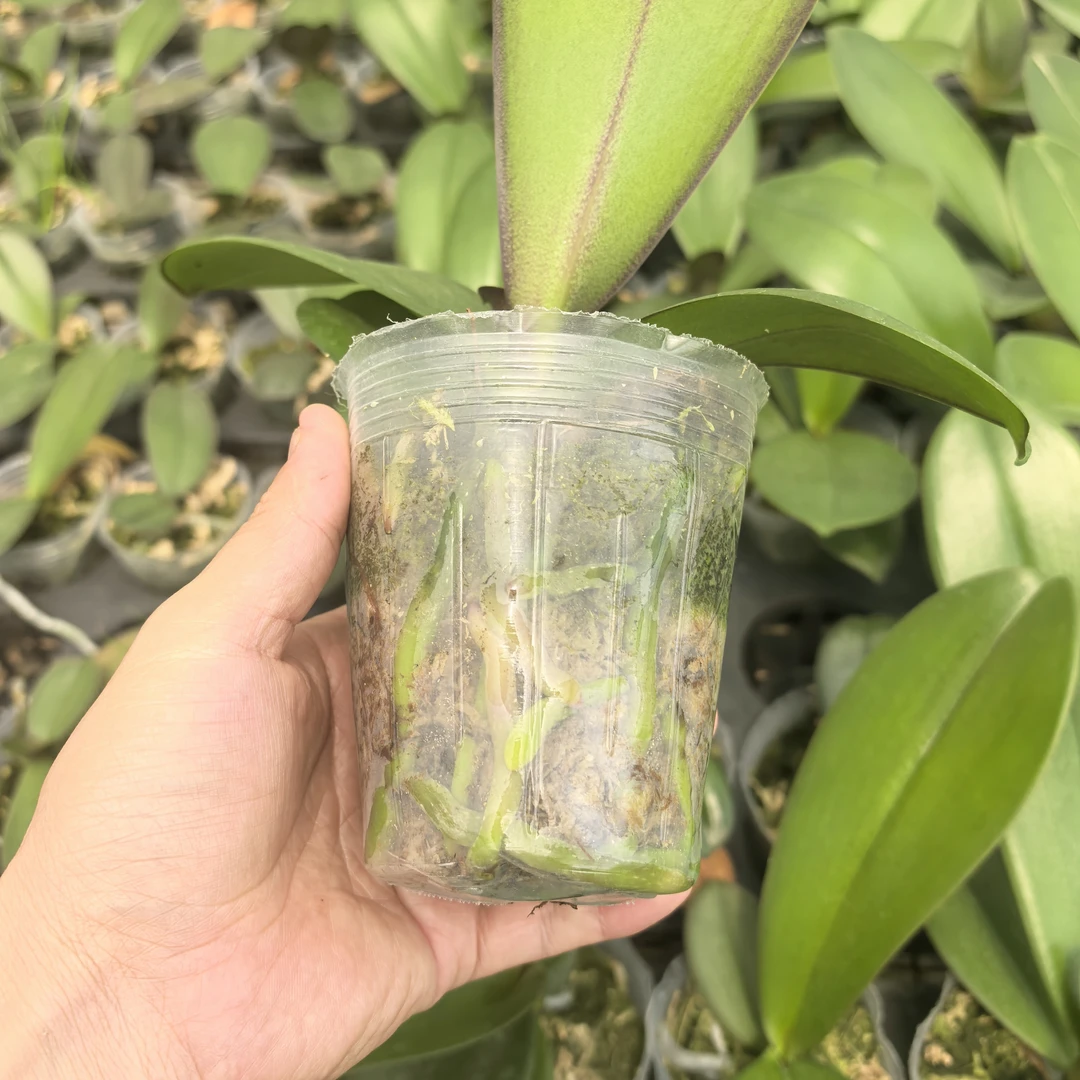 蝴蝶兰2.8寸花后苗4颗（安娜，小公主，绿如意，1371）