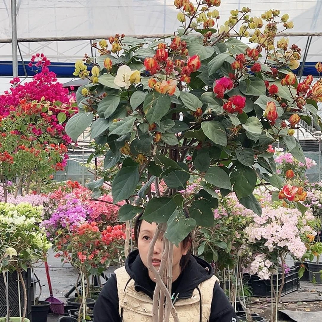 ****️大部分花苞少量开放M53哪吒