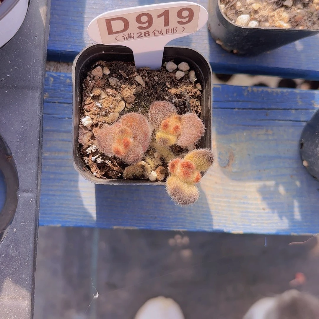 D919泰迪熊一物一拍