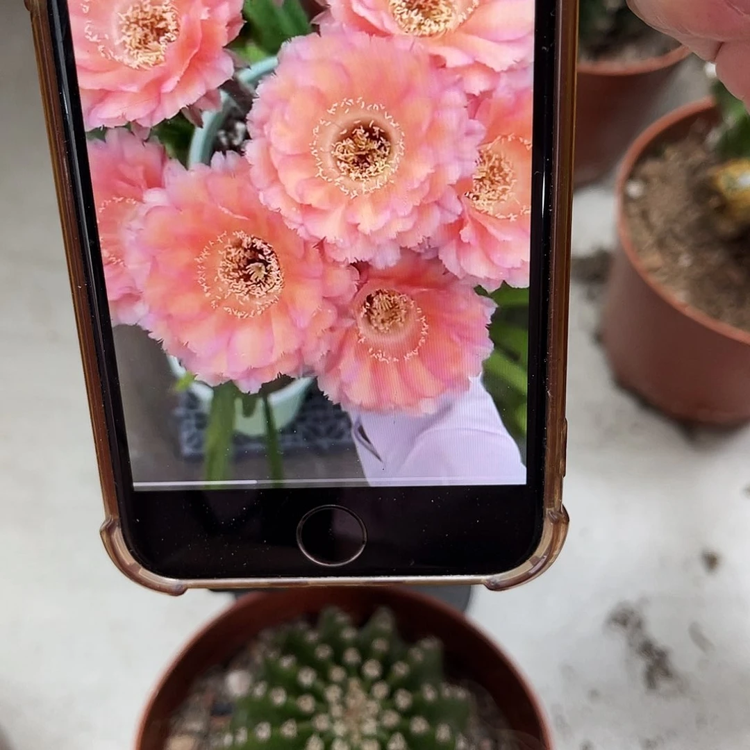 彩草心舞6公分左右