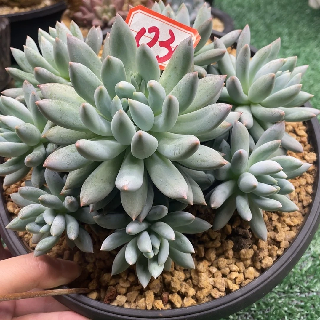 030一物一一拍一拍