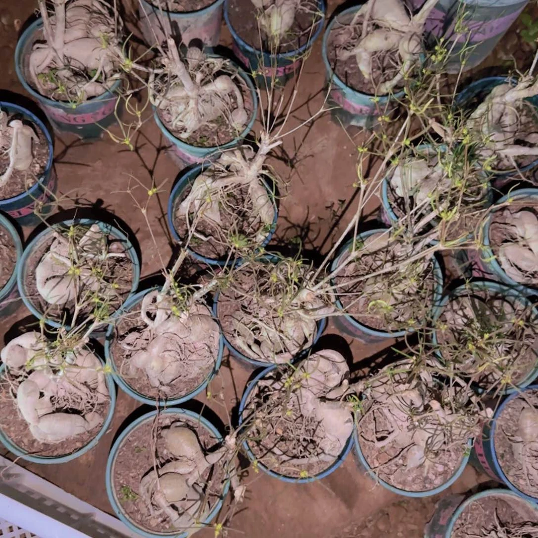 块根植物块根植物块根