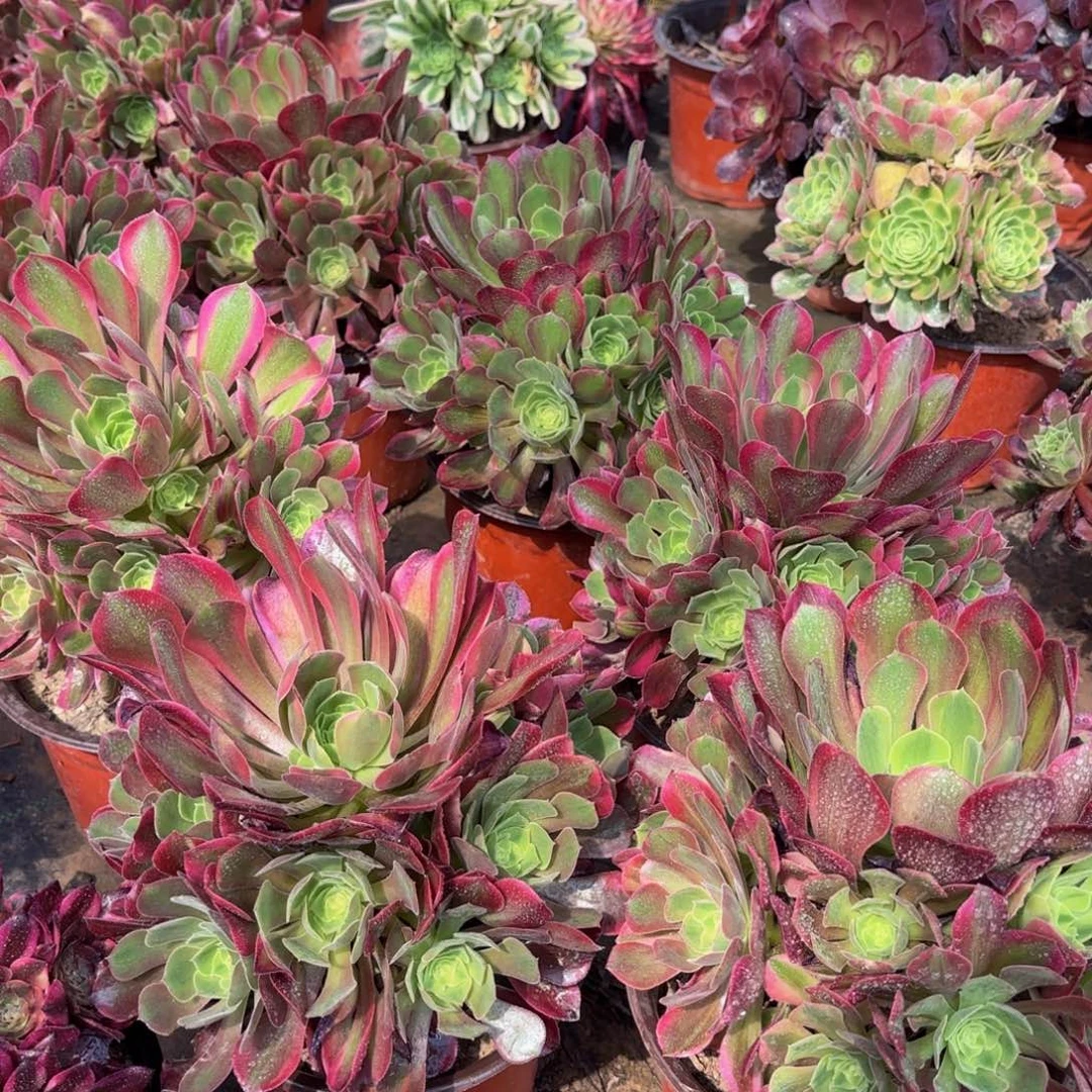 雅典娜9.9法师多肉嫩