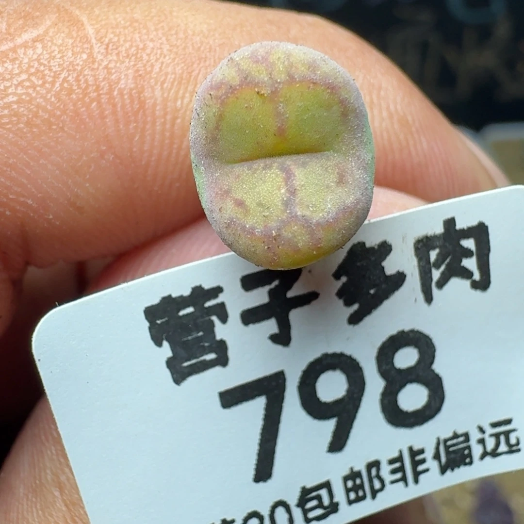 毛杂。