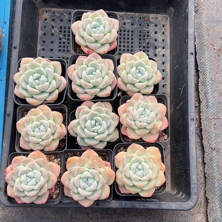 3166，10个冰玉脱土发货了