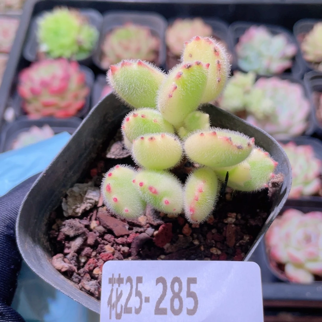 花利美25-285彩熊 不售后