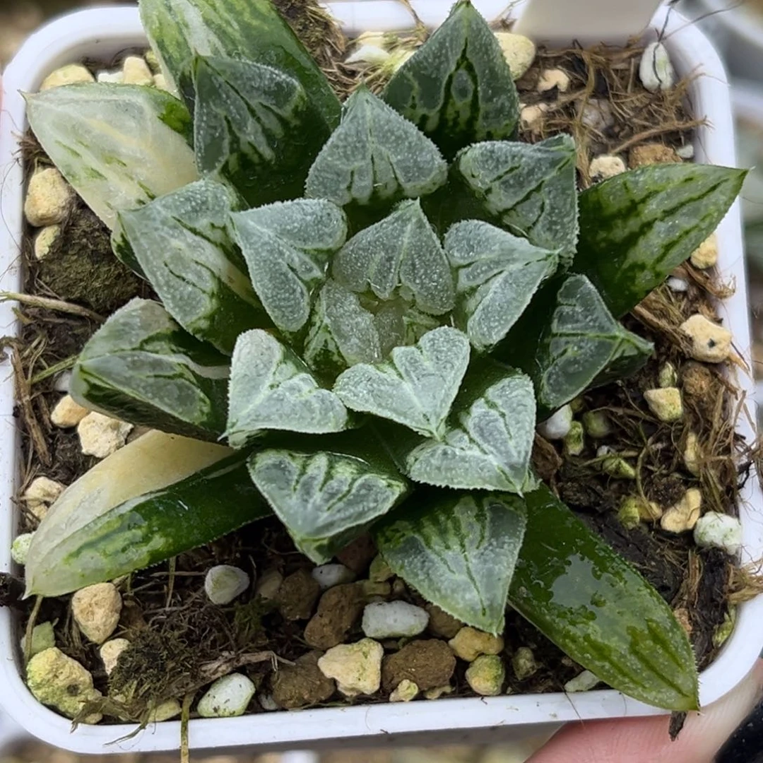 40爱心寿锦十二卷多肉