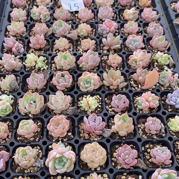 15 多肉植物盆栽花卉植物