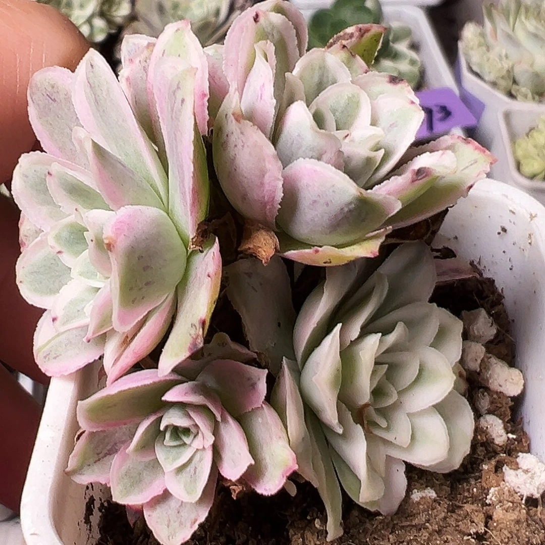 山地玫瑰锦秋夕418号