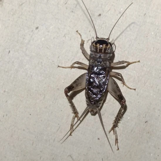 坤精选园蟋蟀份房