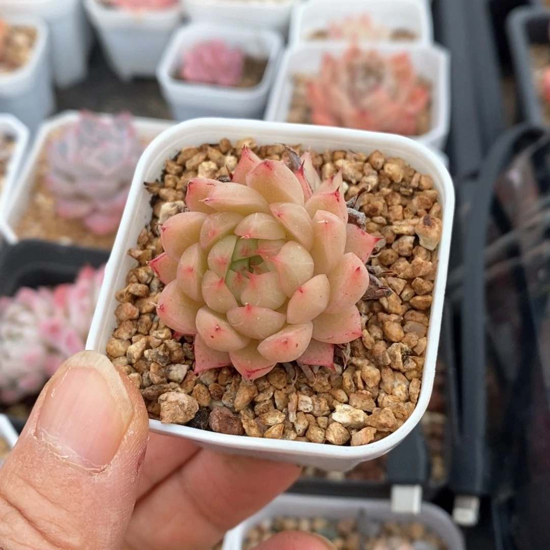 精品多肉一物一拍不包整22